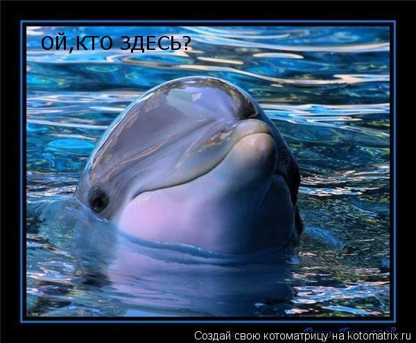 ОЙ,КТО ЗДЕСЬ?... Котоматрица: ОЙ,КТО ЗДЕСЬ?