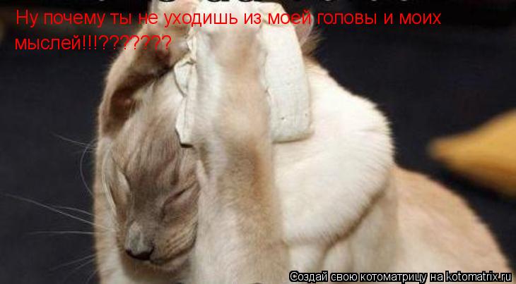 Котоматрица: Ну почему ты не уходишь из моей головы и моих  мыслей!!!???????