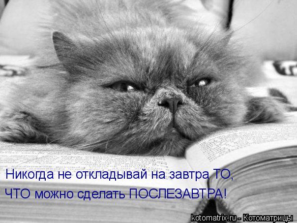 Котоматрица: ЧТО можно сделать ПОСЛЕЗАВТРА! Никогда не откладывай на завтра ТО,