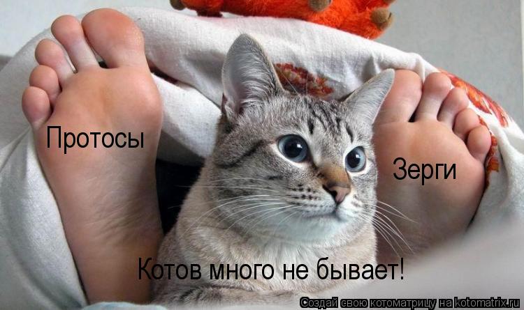 Котоматрица: Котов много не бывает!  Зерги Протосы