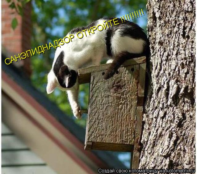 САНЭПИДНАДЗОР ОТКРОЙТЕ !!!!!!!!!!... Котоматрица: САНЭПИДНАДЗОР ОТКРОЙТЕ !!!!!!!!!!