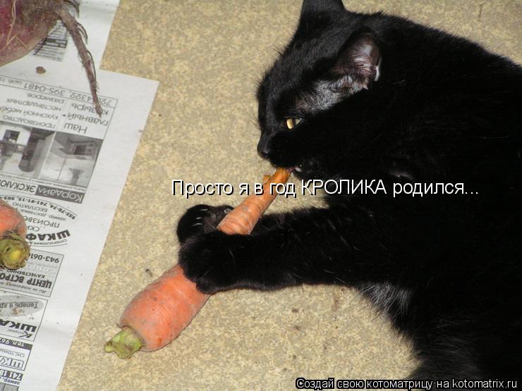 Котоматрица: Просто я в год КРОЛИКА родился...