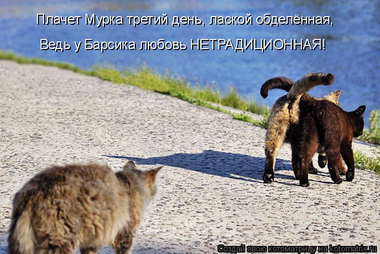 Плачет Мурка третий день, лаской обделённая, Ведь у Барсика любовь НЕТРАДИЦИОННАЯ!... Котоматрица: Плачет Мурка третий день, лаской обделённая, Ведь у Барсика любовь НЕТРАДИЦИОННАЯ!