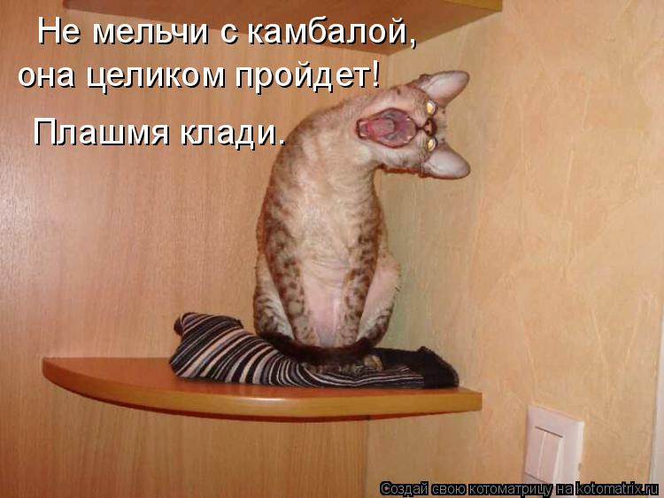 Плашмя клади. Не мельчи с камбалой, она целиком пройдет!... Котоматрица: Плашмя клади. Не мельчи с камбалой, она целиком пройдет!