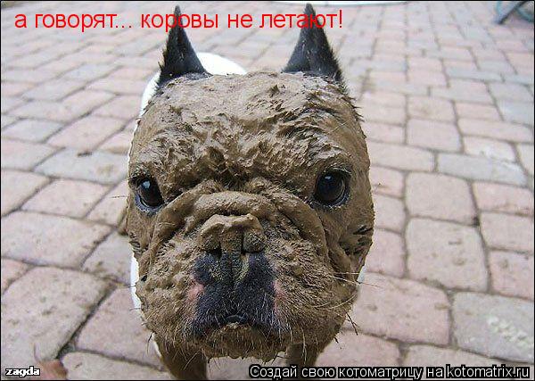 а говорят... коровы не летают!... Котоматрица: а говорят... коровы не летают!