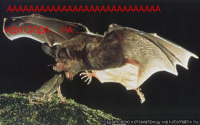 AAAAAAAAAAAAAAAAAAAAAAAAAAAA ИДИ СЮДА ... НА....... Котоматрица: AAAAAAAAAAAAAAAAAAAAAAAAAAAA ИДИ СЮДА ... НА....