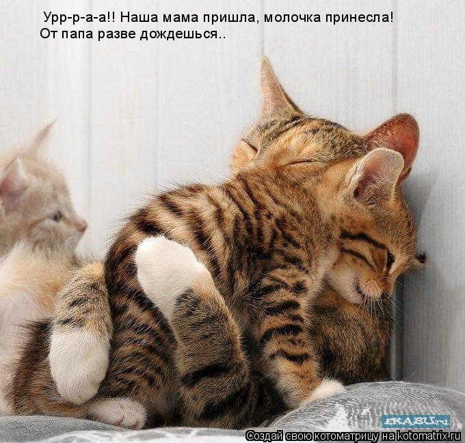 Котоматрица: Урр-р-а-а!! Наша мама пришла, молочка принесла! От папа разве дождешься..