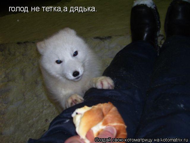 Котоматрица: голод не тетка,а дядька.