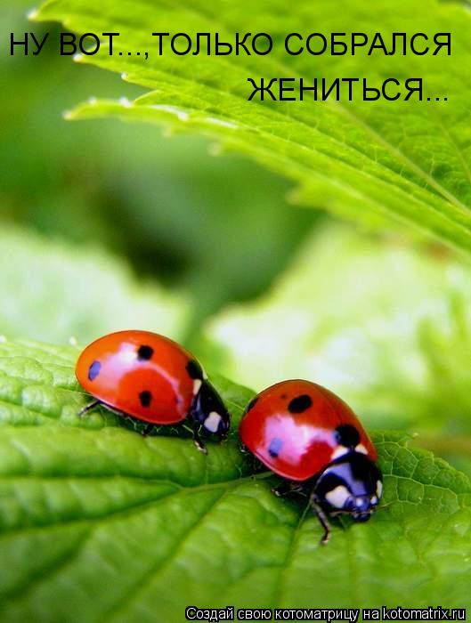НУ ВОТ...,ТОЛЬКО СОБРАЛСЯ ЖЕНИТЬСЯ...... Котоматрица: НУ ВОТ...,ТОЛЬКО СОБРАЛСЯ ЖЕНИТЬСЯ...