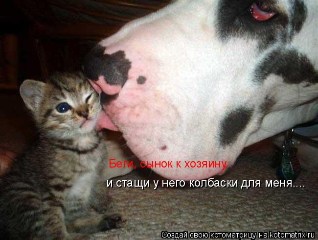 Беги, сынок к хозяину и стащи у него колбаски для меня....... Котоматрица: Беги, сынок к хозяину и стащи у него колбаски для меня....