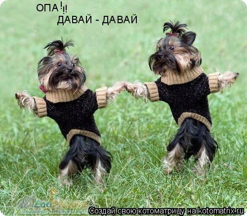 ОПА ДАВАЙ - ДАВАЙ ! ! !... Котоматрица: ОПА ДАВАЙ - ДАВАЙ ! ! !
