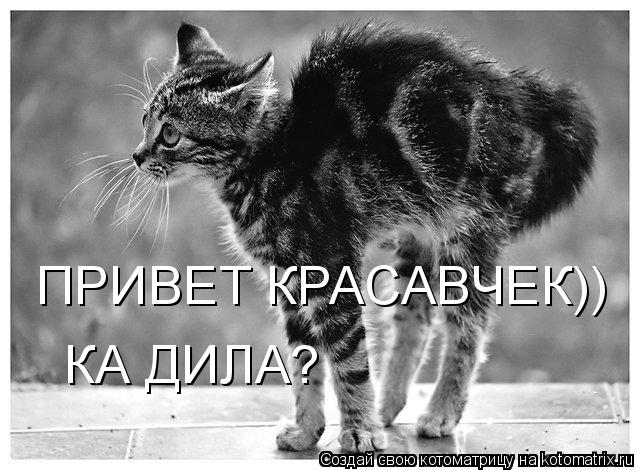 Котоматрица: ПРИВЕТ КРАСАВЧЕК)) КА ДИЛА?