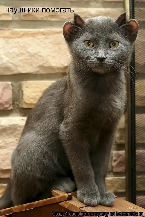 Котоматрица: наушники помогать