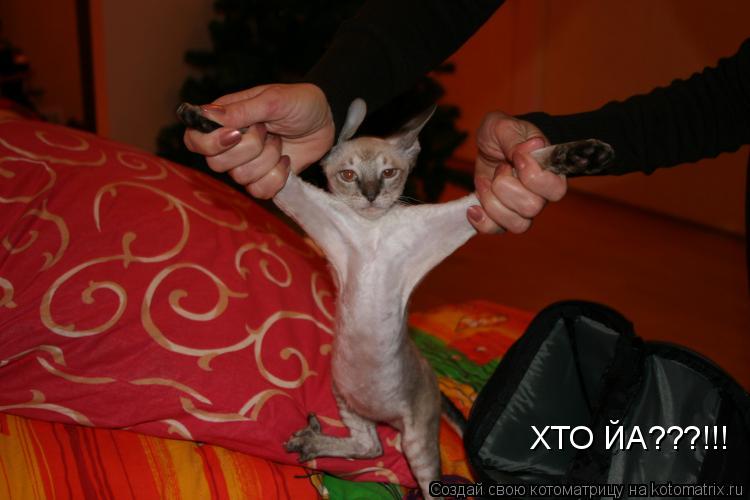 ХТО ЙА???!!!... Котоматрица: ХТО ЙА???!!!