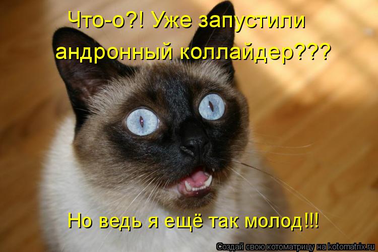 Котоматрица: Что-о?! Уже запустили андронный коллайдер??? Но ведь я ещё так молод!!!