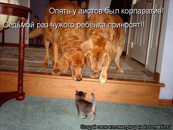 Опять у аистов был корпаратив! Седьмой раз чужого ребенка приносят!!... Котоматрица: Опять у аистов был корпаратив! Седьмой раз чужого ребенка приносят!!