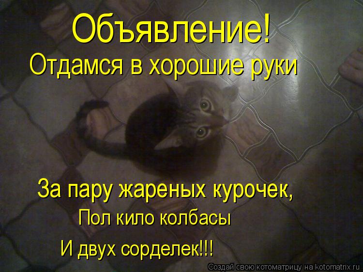 Котоматрица: Объявление! Отдамся в хорошие руки За пару жареных курочек, Пол кило колбасы И двух сорделек!!!