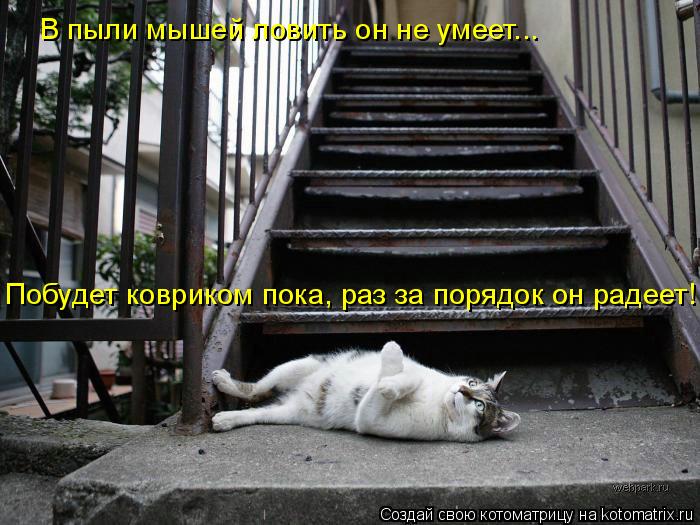 Котоматрица: В пыли мышей ловить он не умеет... Побудет ковриком пока, раз за порядок он радеет!