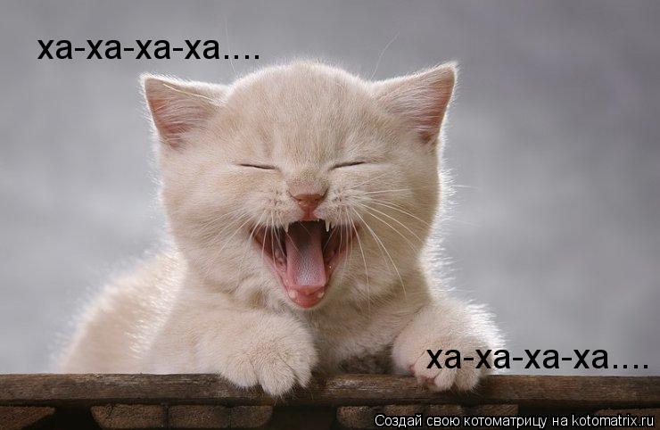Котоматрица: ха-ха-ха-ха.... ха-ха-ха-ха....