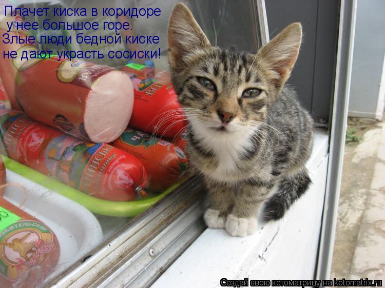Плачет киска в коридоре у нее большое горе. Злые люди бедной киске не дают украсть сосиски!... Котоматрица: Плачет киска в коридоре у нее большое горе. Злые люди бедной киске не дают украсть сосиски!