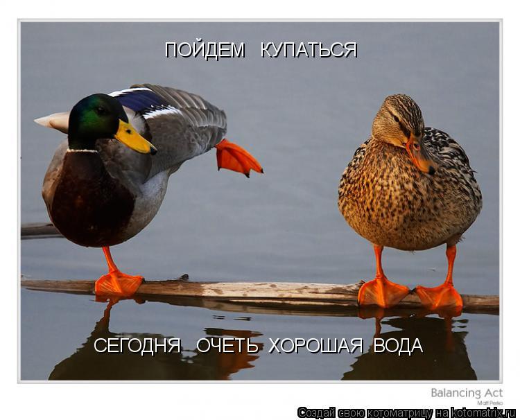 Котоматрица: СЕГОДНЯ   ОЧЕТЬ  ХОРОШАЯ  ВОДА ПОЙДЕМ   КУПАТЬСЯ