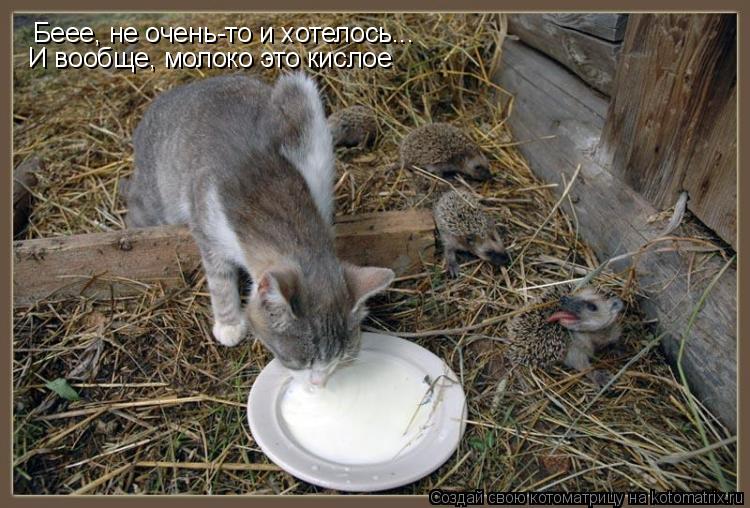 Котоматрица: Беее, не очень-то и хотелось... И вообще, молоко это кислое