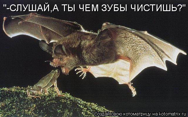 "-СЛУШАЙ,А ТЫ ЧЕМ ЗУБЫ ЧИСТИШЬ?"... Котоматрица: "-СЛУШАЙ,А ТЫ ЧЕМ ЗУБЫ ЧИСТИШЬ?"
