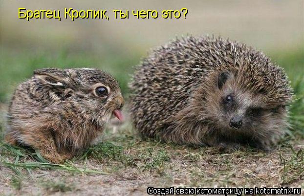 Братец Кролик, ты чего это?... Котоматрица: Братец Кролик, ты чего это?