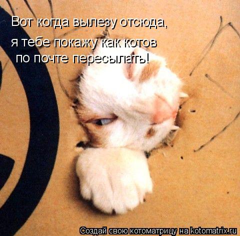 Котоматрица: Вот когда вылезу отсюда, я тебе покажу как котов   по почте пересылать!