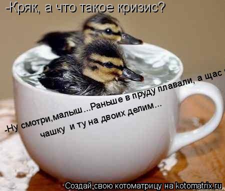 Котоматрица: -Кряк, а что такое кризис?  -Ну смотри,малыш...Раньше в пруду плавали, а щас чашку  и ту на двоих делим... чашку  и ту на двоих делим...