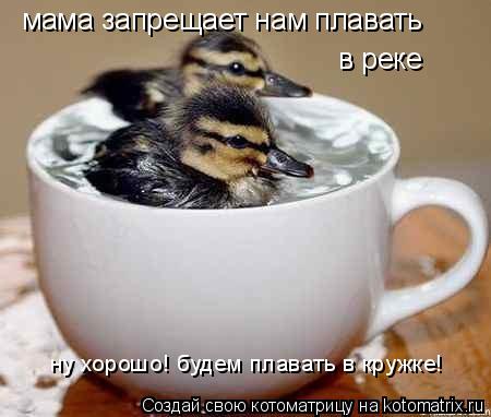 Котоматрица: мама запрещает нам плавать в реке ну хорошо! будем плавать в кружке!