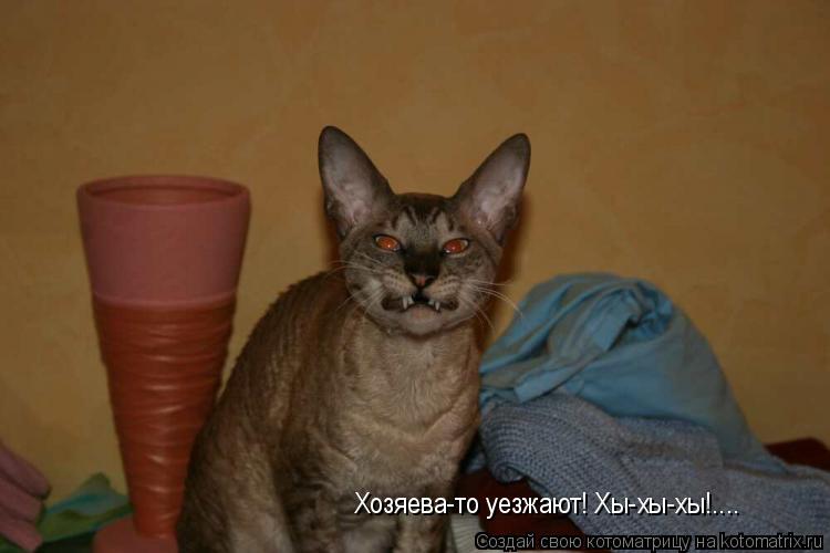 Котоматрица: Хозяева-то уезжают! Хы-хы-хы!....