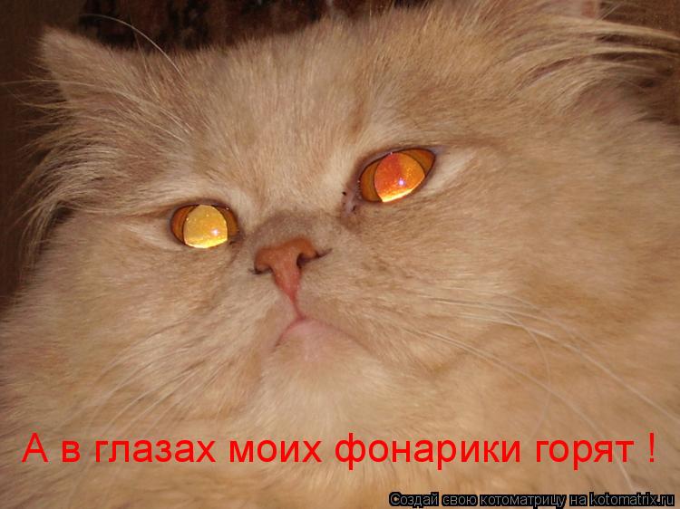 Котоматрица: А в глазах моих фонарики горят !
