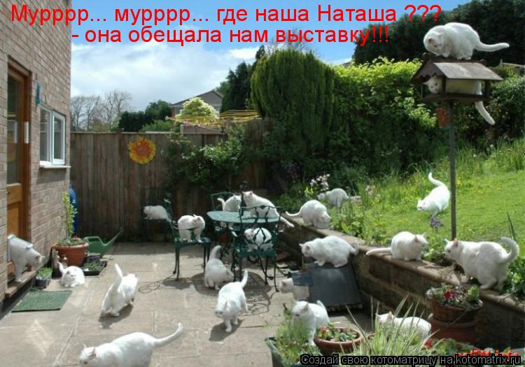 Мурррр... мурррр... где наша Наташа ??? - она обещала нам выставку!!!... Котоматрица: Мурррр... мурррр... где наша Наташа ??? - она обещала нам выставку!!!