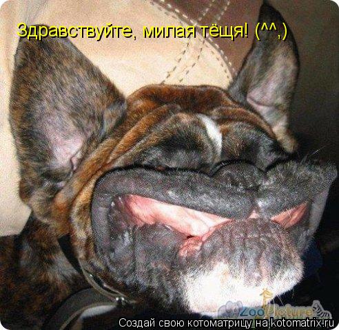 Котоматрица: Здравствуйте, милая тёщя! (^^,)