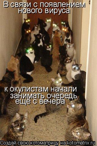 Котоматрица: В связи с появлением нового вируса к окулистам начали  занимать очередь ещё с вечера