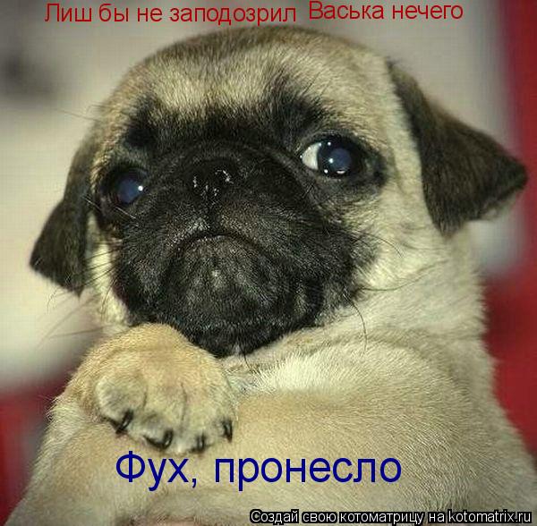 Котоматрица: Лиш бы не заподозрил Васька нечего Фух, пронесло