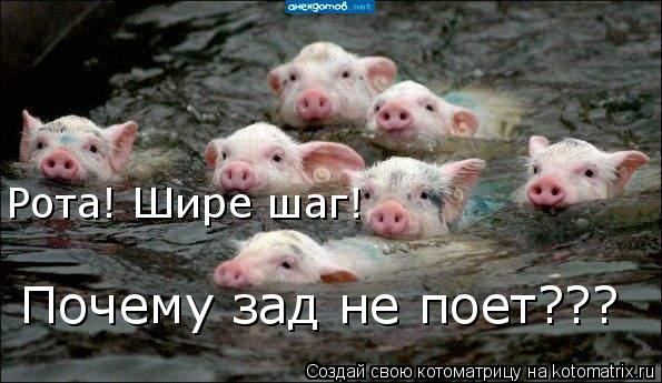 Котоматрица: Рота! Шире шаг! Почему зад не поет???