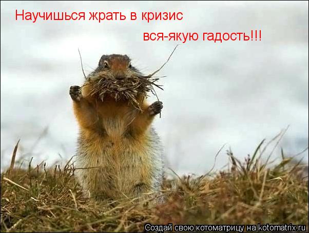 Котоматрица: Научишься жрать в кризис  вся-якую гадость!!!