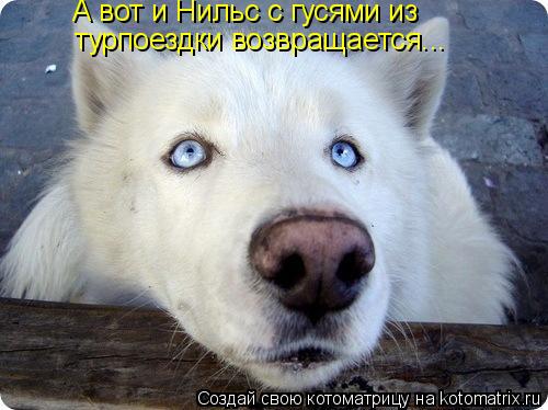 Котоматрица: А вот и Нильс с гусями из турпоездки возвращается...