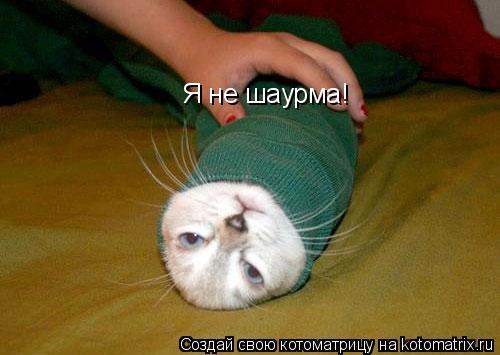Котоматрица: Я не шаурма!