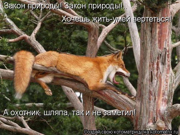 Котоматрица: Закон природы! Закон природы!.. Хочешь жить-умей вертеться! А охотник, шляпа, так и не заметил!