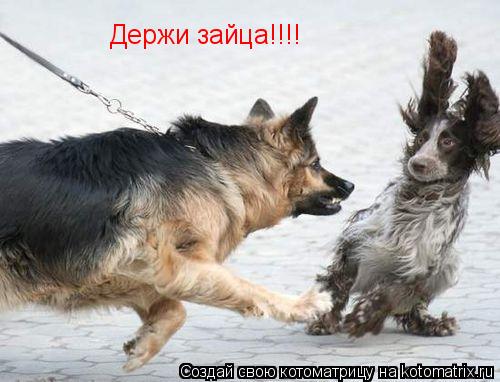 Котоматрица: Держи зайца!!!!