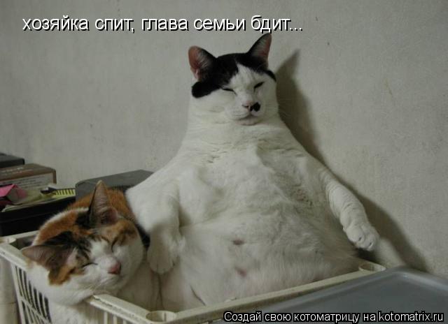 Котоматрица: хозяйка спит, глава семьи бдит...