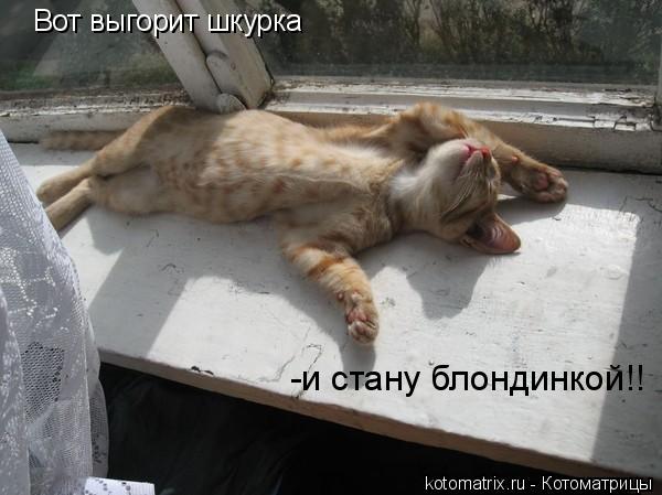 Вот выгорит шкурка -и стану блондинкой!!... Котоматрица: Вот выгорит шкурка -и стану блондинкой!!
