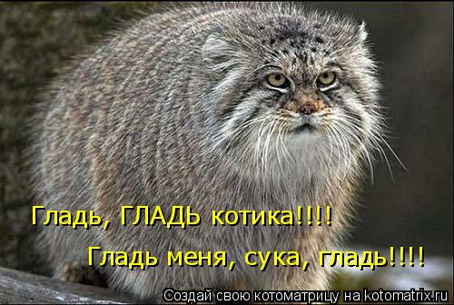 Котоматрица: Гладь, ГЛАДЬ котика!!!!  Гладь меня, сука, гладь!!!!