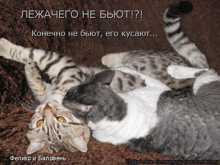 Котоматрица: ЛЕЖАЧЕГО НЕ БЬЮТ!?! Конечно не бьют, его кусают... Феликс и Баловень