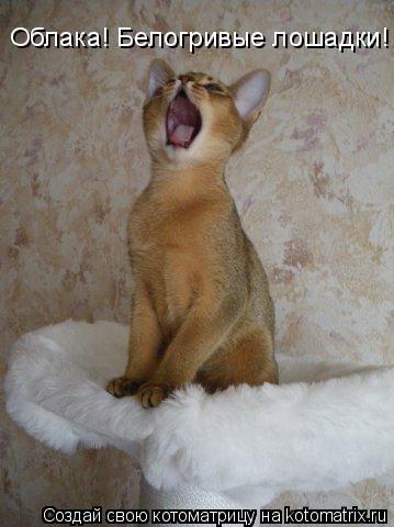 Котоматрица: Облака! Белогривые лошадки!