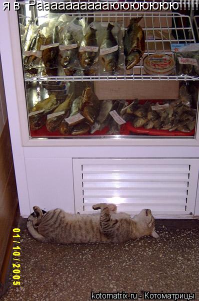 я в Рааааааааааююююююю!!!!!... Котоматрица: я в Рааааааааааююююююю!!!!!