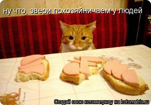 Котоматрица: ну что, звери похозяйничаем у людей